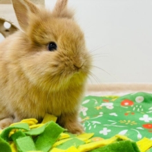 【動画更新🪄】もふもふに包まれた可愛さっ♡ライオンラビット（オレンジ）男の子