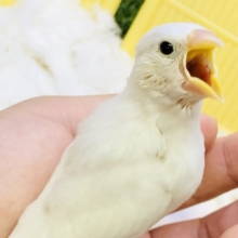 【最新画像更新☆☆】これぞ人気の文鳥さん♪♪　白文鳥