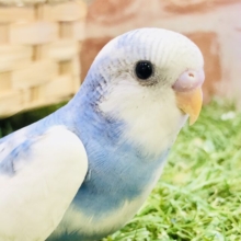 僕の夢は～青空を自由に飛ぶことなんだ～　セキセイインコ