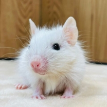 真っ白ふわふわ🫧デグー（ホワイト）男の子