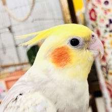 【最新画像更新☆☆】淡いカラーがやってきましたね～　オカメインコ