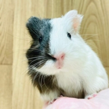 まるでオセロみたいなカラー🖤🤍イングリッシュモルモット（女の子）