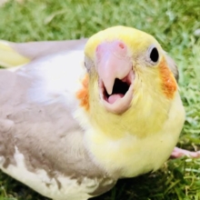 【最新画像更新☆☆】むちむちの安心感♪♪　オカメインコ