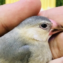 【最新画像更新☆☆】王道文鳥！！　桜文鳥
