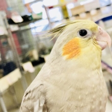 【最新画像更新☆☆】ご飯くれるんでしか～？？|дﾟ)　オカメインコ