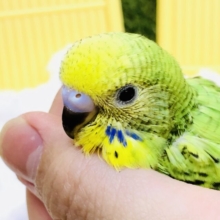 【最新画像更新☆☆】鮮やかグリーンカラー！！　セキセイインコ