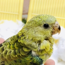 【最新画像更新☆☆】綺麗な声でお歌を歌うの～レコード大賞とっちゃうかも？？　美声インコ