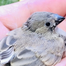 【最新画像更新☆☆】目指せ手乗り！！　どんな子になるかな？？　キンカチョウ