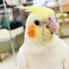 【最新画像更新☆☆】やってきました(^^♪　超～絶人気カラー！！　オカメインコ