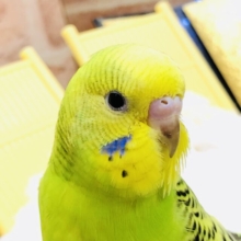 【最新画像更新☆☆】ぱっと明るめグリーン🍃　セキセイインコ