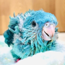 ぴーぽぽぽ⭐️ヒナ鳴きが止まらない食いしん坊♡サザナミインコ（ブルー）