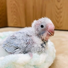淡いカラーが綺麗すぎ💜セキセイインコ（ライラック）ヒナ