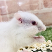 【最新画像更新☆☆】よじよじグイグイあ～そぼ～♪♪　アルビノシマリス