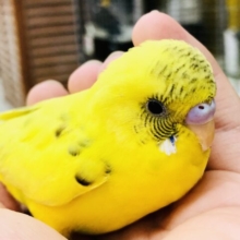 【最新画像更新☆☆】自己主張控えめ？？　セキセイインコ