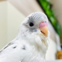 【最新画像更新🪄】トコトコ走るごま塩ちゃん♡セキセイインコ（白ハルクイン）
