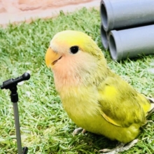 【最新画像更新☆☆】久しぶりなワイルドカラー！！　コザクラインコ