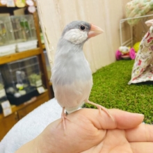 なれてるよ〜❣️手のり❣️1人餌❣️鳥小担当監視係シルバー文鳥🫡🌟💫届かせたい空まで🌌🚀爽快全開ジャンプ💨💨　シルバー文鳥