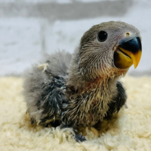 大人色に魅了されちゃう♡コザクラインコ(モーブ) ヒナ