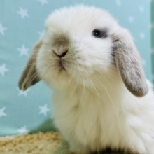 【動画更新🪄】そこにいるのはアザラシの赤ちゃん？🦭ロップイヤーラビット(ブロークン) 女の子