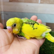 最新画像あります✨わたわたなマフラー身につけて☺️セキセイインコ（パイド）⭐️