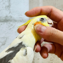 なでなで好きなツンデレオカメ🐥オカメインコ(パイド)