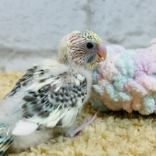 ぐいぐい行くよ♡セキセイインコ(クリームハルクイン) ヒナ