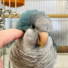 中、大型インコフェア☆　幸せの青い鳥💙おしゃべり上手‪☆オキナインコ(ブルー)
