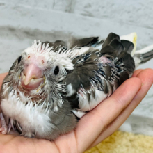 白黒♡ベビーフェイス♡♡オカメインコ(ホワイトフェイスパイド) ヒナ