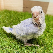 甘え上手で遊び上手？？☺️セキセイインコのスパングル！！