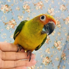 最新画像🌟いっぱい甘えたい❤︎ ⁾⁾プリティインコ❤︎*ˊᵕˋ 手乗りコガネメキシコインコさん🌺🔆