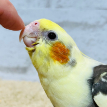 【最新画像更新🪄】ムチッとモフっとばでぃ♡オカメインコ(パイド) ヒナ
