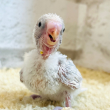待望♡淡々カラーが魅力的🫧セキセイインコ(ライラック) ヒナ