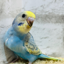 【最新画像更新🪄】アヒルじゃないよ‪☆インコだよ🐣セキセイインコ(パステルレインボースパングル) ヒナ