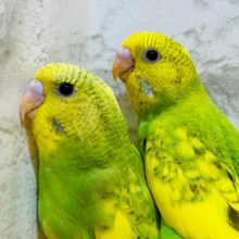 【最新画像更新🪄】今の時期にピッタリな菜の花見つけた🌼🌿セキセイインコ(スパングルパイド) ヒナ