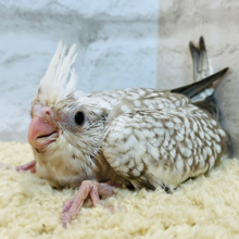 優しい色合いと模様が特徴的🫧オカメインコ(WFシナモンパール) ヒナ