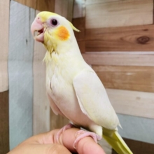最新画像あります✨ヒナ餌2回❗️赤いおめめにオレンジのチークがキュート🧡定番人気なオカメインコルチノー❗️