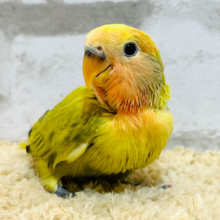 和モダン🍵なオシャレカラー‪☆コザクラインコ(シナモンオパーリン) ヒナ