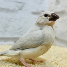 【最新画像更新🪄】光るシルバーの輝き✨シルバー文鳥 ヒナ