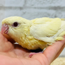 ぴーぽぽ♪たまごの妖精さん🐣🫧サザナミインコ(クリーム) ヒナ
