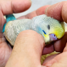 【最新画像更新🪄ひとり餌‪☆】ワクワクの方向へ進むよっ♪セキセイインコ(パステルレインボースパングル) ヒナ