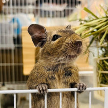 心優しいやんちゃ坊主🌿デグー(ノーマル) 男の子