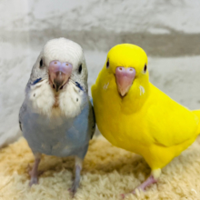 【あと1羽です🪶】目に映る子、みんな鮮やか💐🫧セキセイインコ ヒナ
