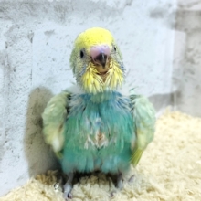 【最新画像更新🪄】わた毛ちゃんの見ている景色はどんなだろう〜？🫧セキセイインコ(パステルカラーレインボー) ヒナ