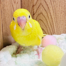 幸せの黄色い鳥🐥セキセイインコ（ルチノー）