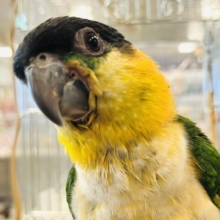 【最新画像・動画更新🪄】構って構って♪黒いヘルメットが目印です♡ズグロシロハラインコ ヒナ