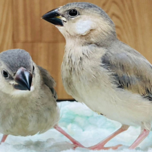 食欲旺盛◎双子みたい♡桜文鳥　ヒナ