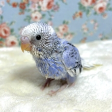 セキセイインコ  バイオレットパイド  💟‎➰✨