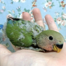 コザクラインコ  ノーマル  🍏🍎