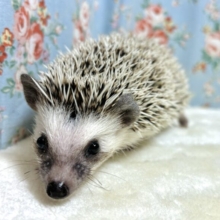 ヨツユビハリネズミ  女の子  🦔･.｡*･.｡*
