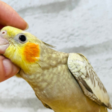 【最新画像更新🪄】食いしん坊怪獣が現れた！！オカメインコ(シナモンパール) ヒナ
